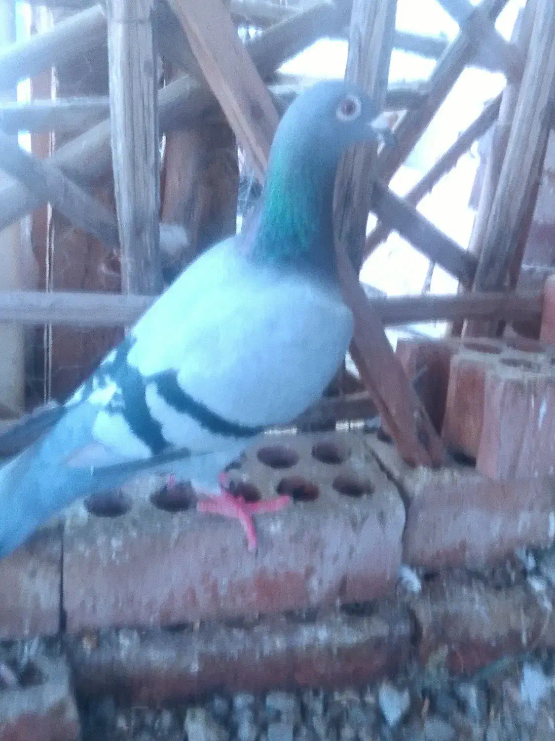 کفتر|پرنده|جیرفت, |دیوار