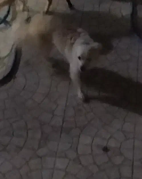 سگ گمشده|حیوانات|بندر کنگان, |دیوار