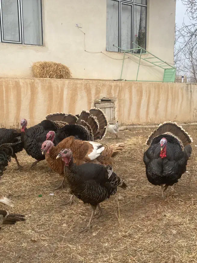 بوقلمون نر و ماده امسال|حیوانات مزرعه|اردبیل, |دیوار