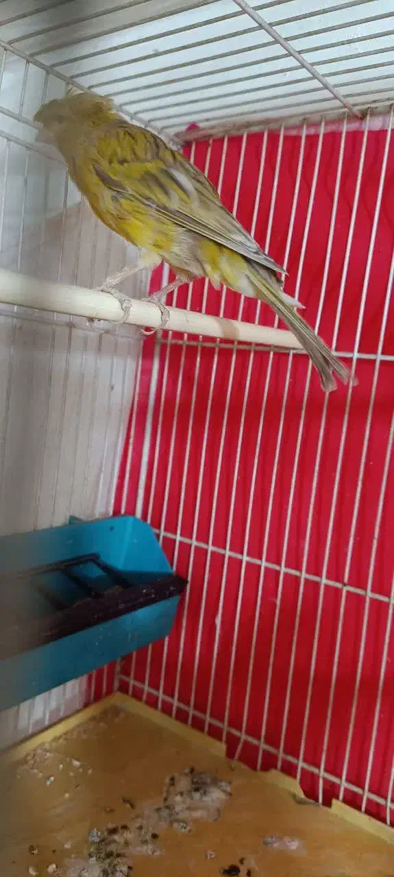 قناری مس خون|پرنده|گلبهار, نوبهار|دیوار