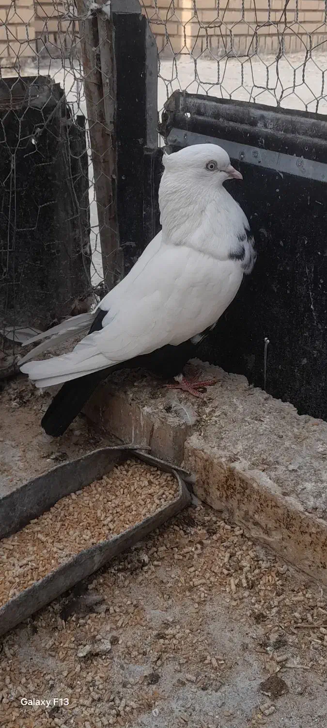 کبوتر ماده دمسیاه|پرنده|بهبهان, |دیوار