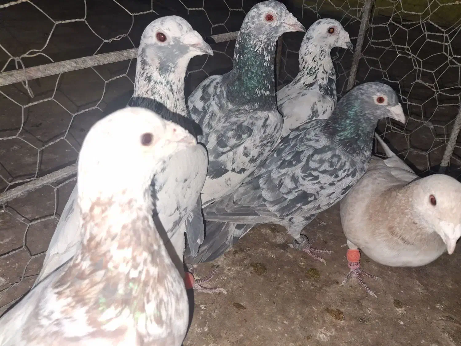 کبوتر پرشی|پرنده|مشهد, سجادیه|دیوار