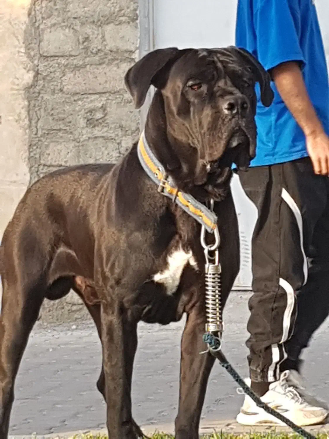 سگ نژاد دار کن کورسو|سگ|تهران, پارک شهر|دیوار