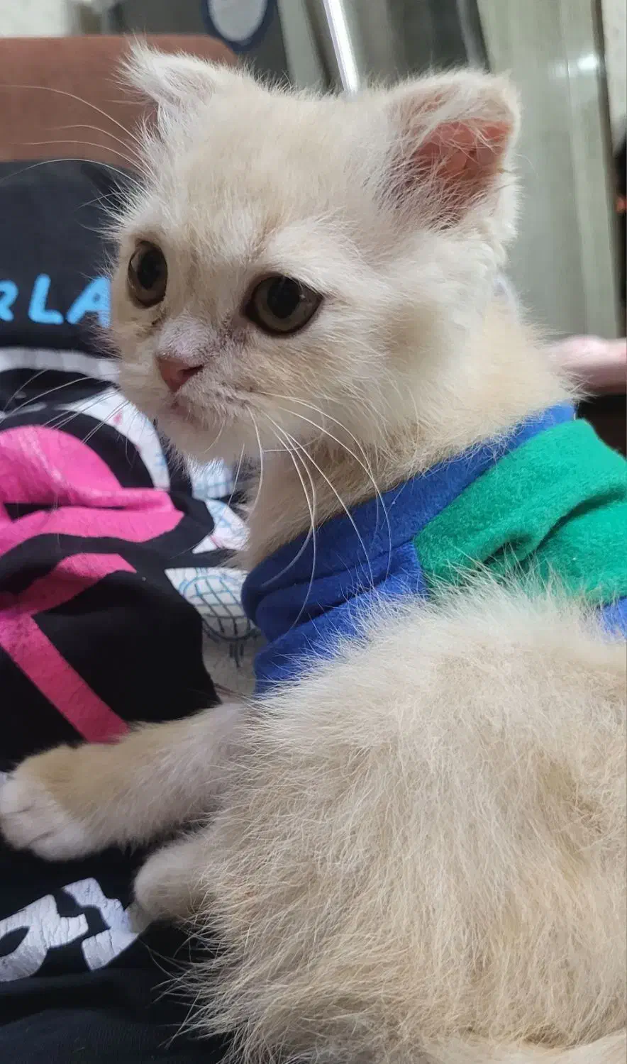 گربه اسکاتیش شناسنامه دارد|گربه|اصفهان, جلالیه|دیوار