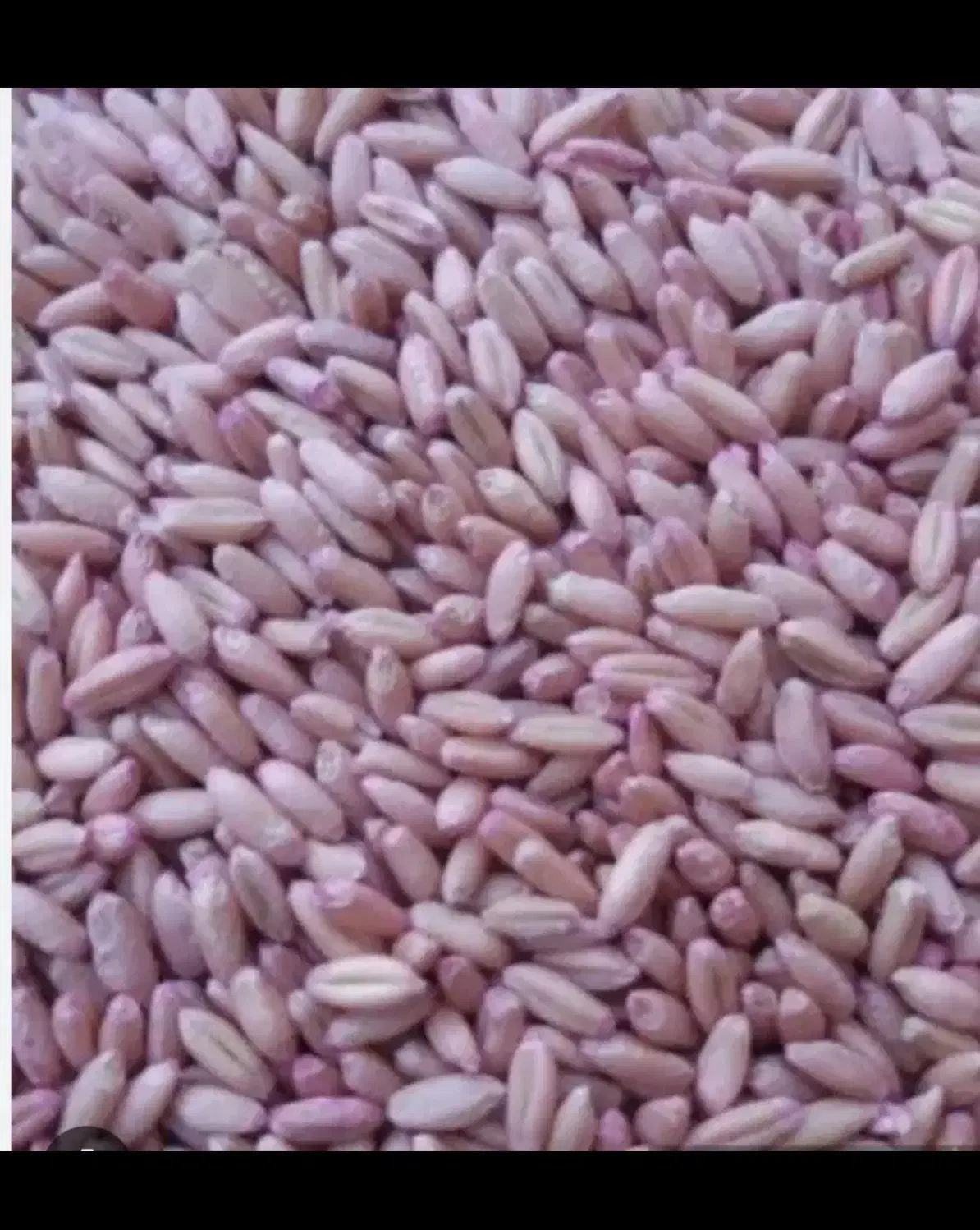 ۱۰ تن جو محلی دیم وگندم سرداری واذر۲ بوجاری شده|عمدهفروشی|کنگاور, |دیوار