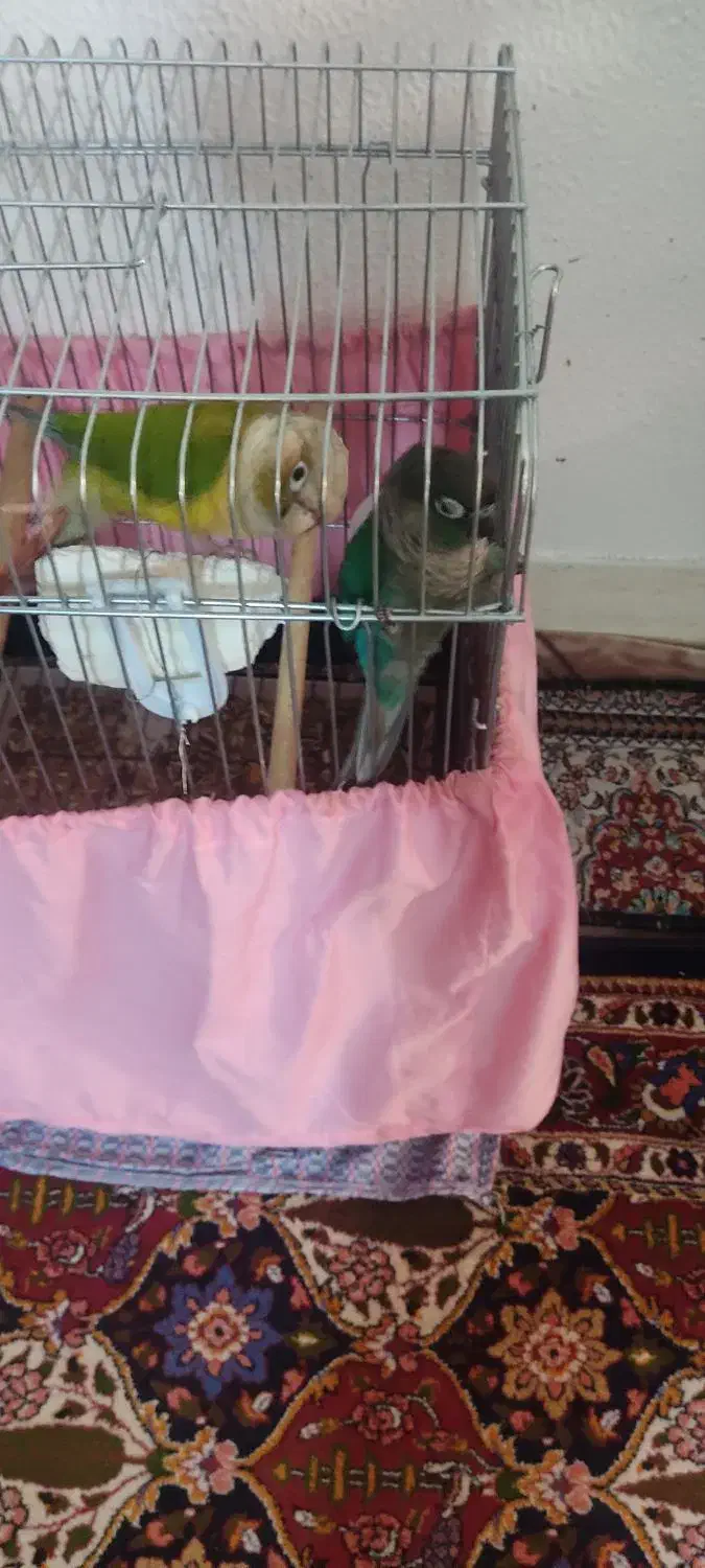 گیرنچک مولد۱۰۰دصد|پرنده|شاهین‌شهر, شهرک میلاد|دیوار