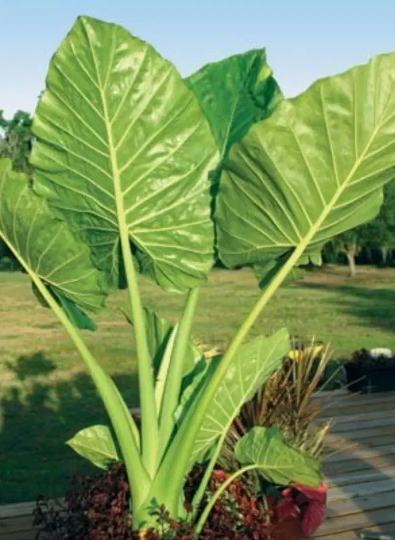 گل بابا آدم|گل و گیاه طبیعی|رضوانشهر, |دیوار