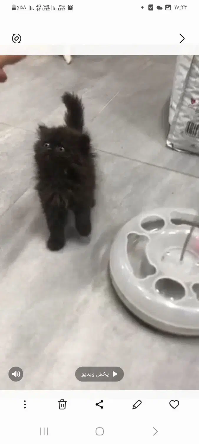 پرشین پشمالو|گربه|آبادان, |دیوار