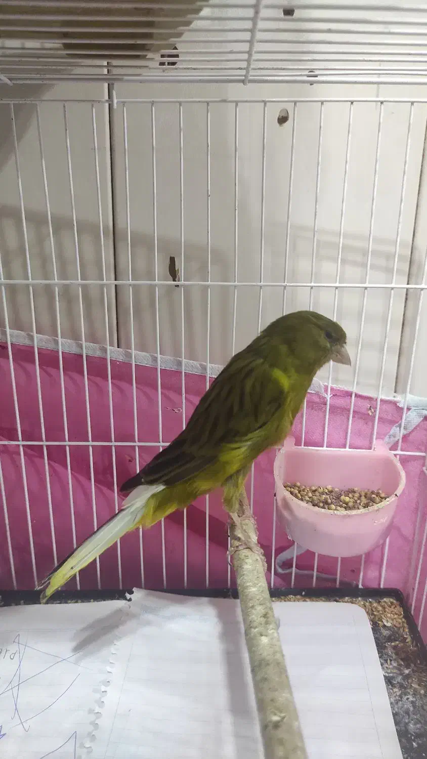 نر و ماده سالم|پرنده|رشت, صفاری|دیوار