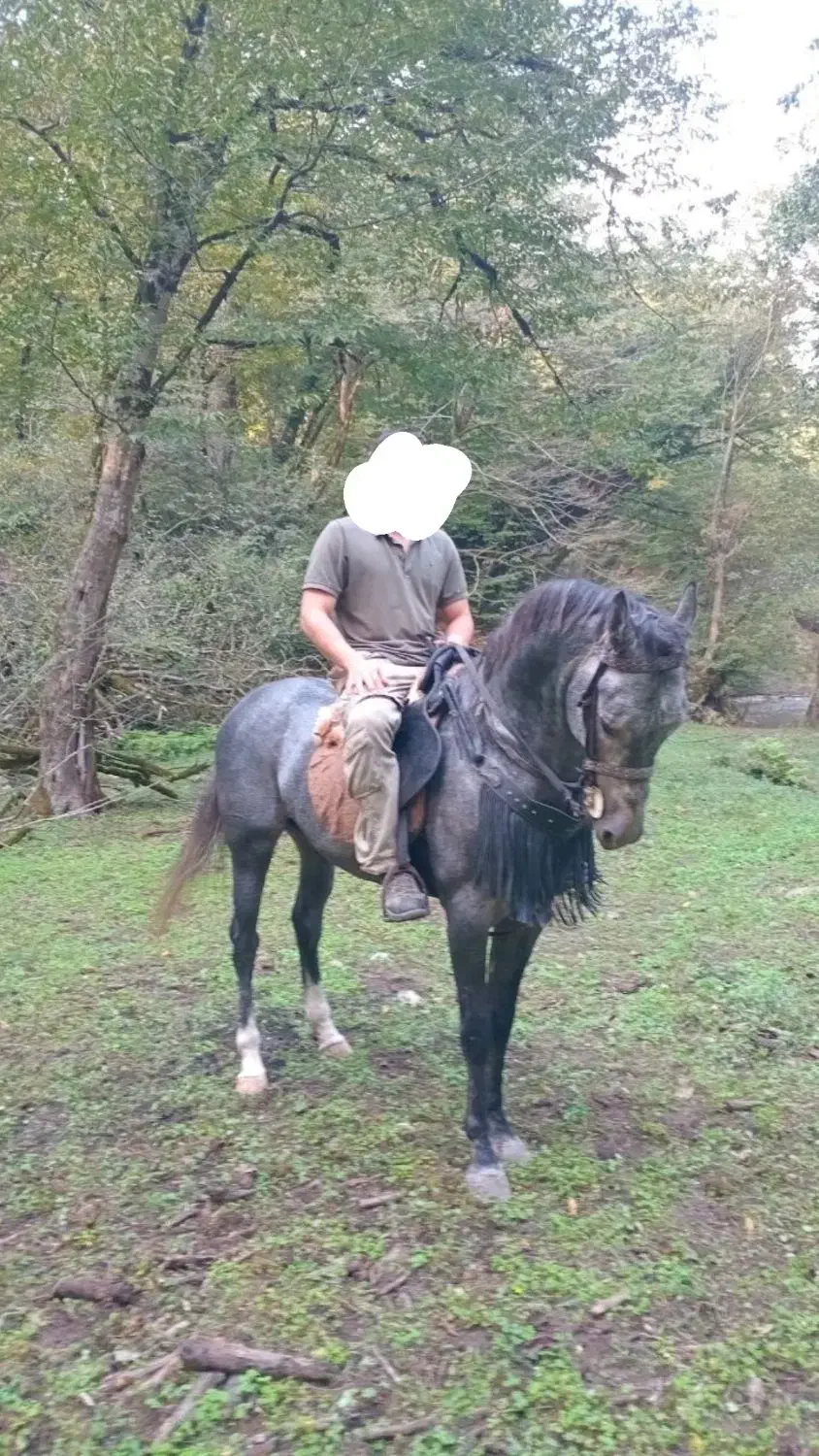 نریمان سه سال|اسب و تجهیزات اسبسواری|آمل, |دیوار