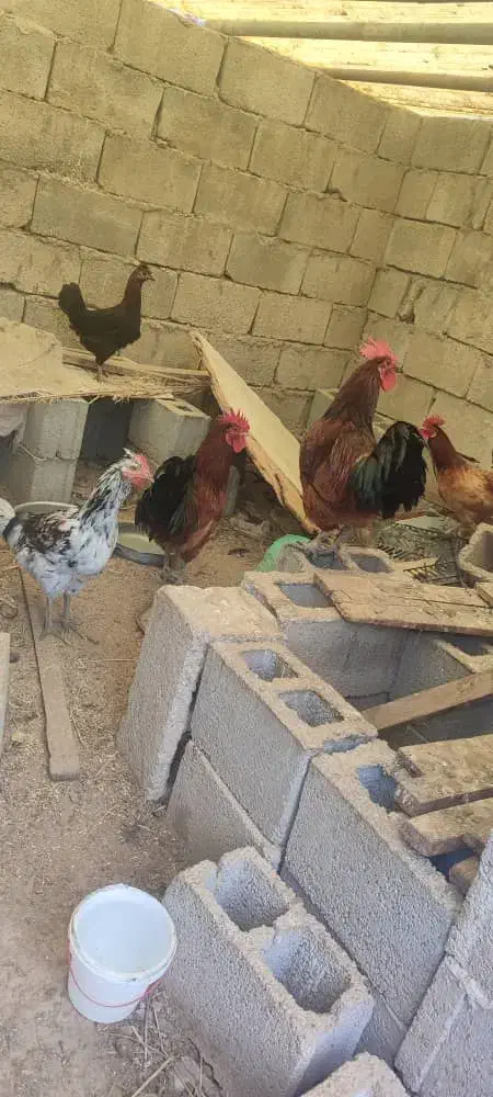 مرغ خروس کبوتر|حیوانات مزرعه|کاکی, |دیوار