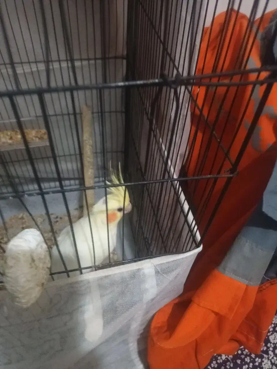 عروس هلندی|پرنده|رشت, حمیدیان|دیوار