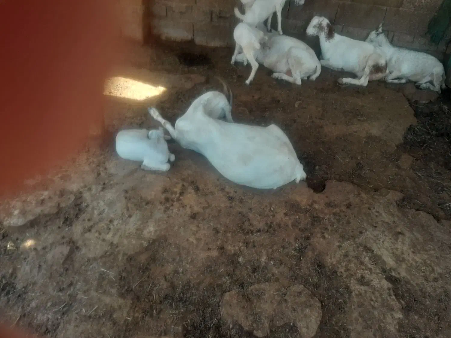 بزدوقلو.نری دوقلو|حیوانات مزرعه|قلعه قاضی, |دیوار