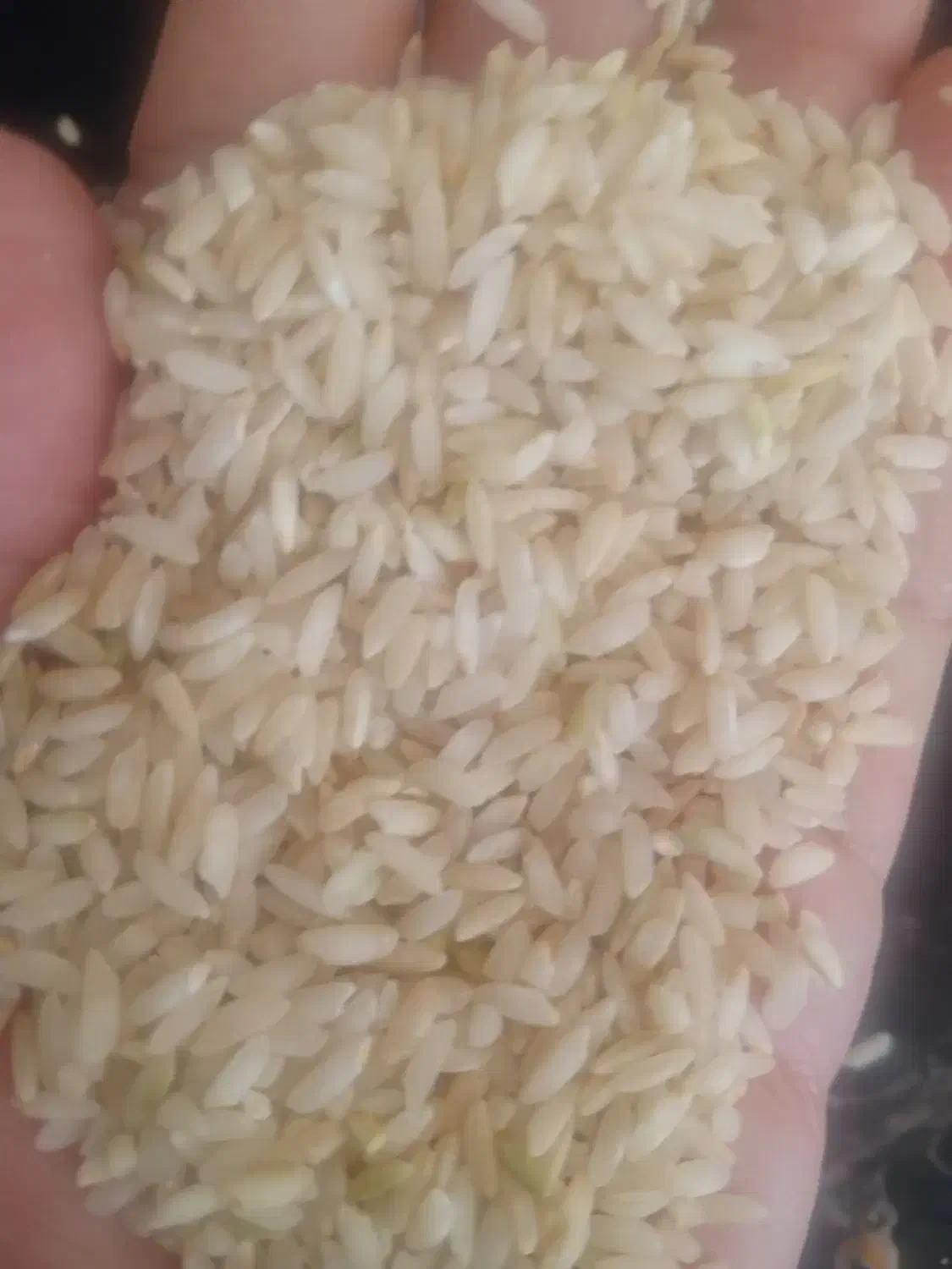 فروش برنج چمپا لوداب|خوردنی و آشامیدنی|چیتاب, |دیوار