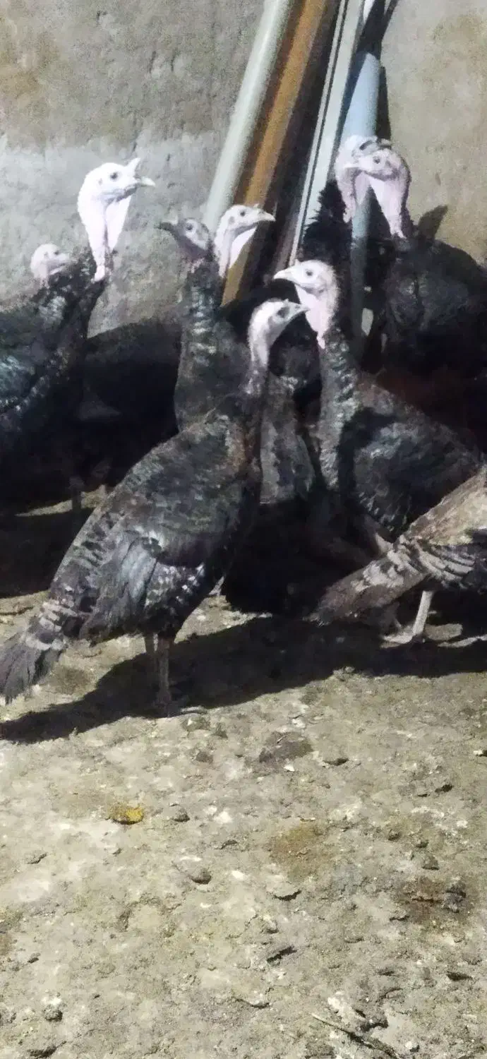 بوقلمون ارگانیک|حیوانات مزرعه|تاکستان, |دیوار