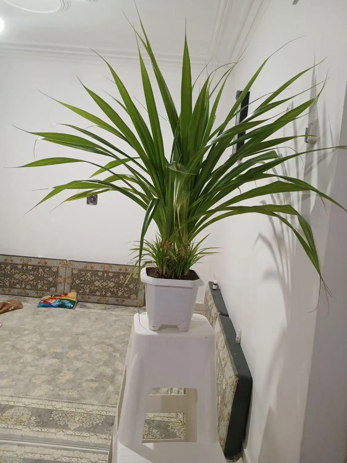 گلگیاه|گل و گیاه طبیعی|کرمانشاه, |دیوار