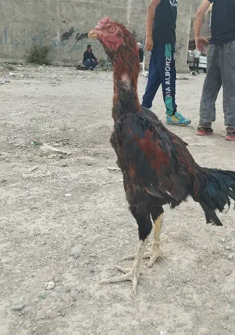 خروس لاری|حیوانات مزرعه|محمدشهر, کوی بهار|دیوار