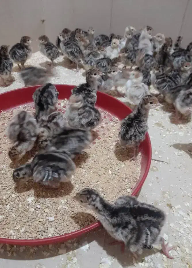 فروش جوجه بوقلمون برنز|حیوانات مزرعه|اهواز, اهواز|دیوار