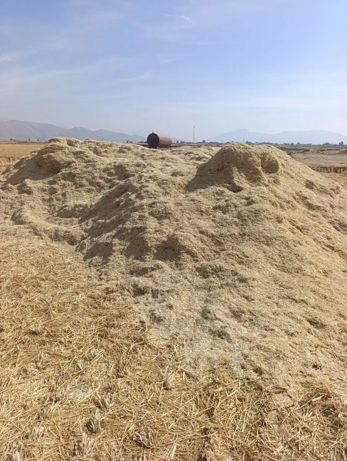 فروش کاه|عمدهفروشی|کامفیروز, |دیوار