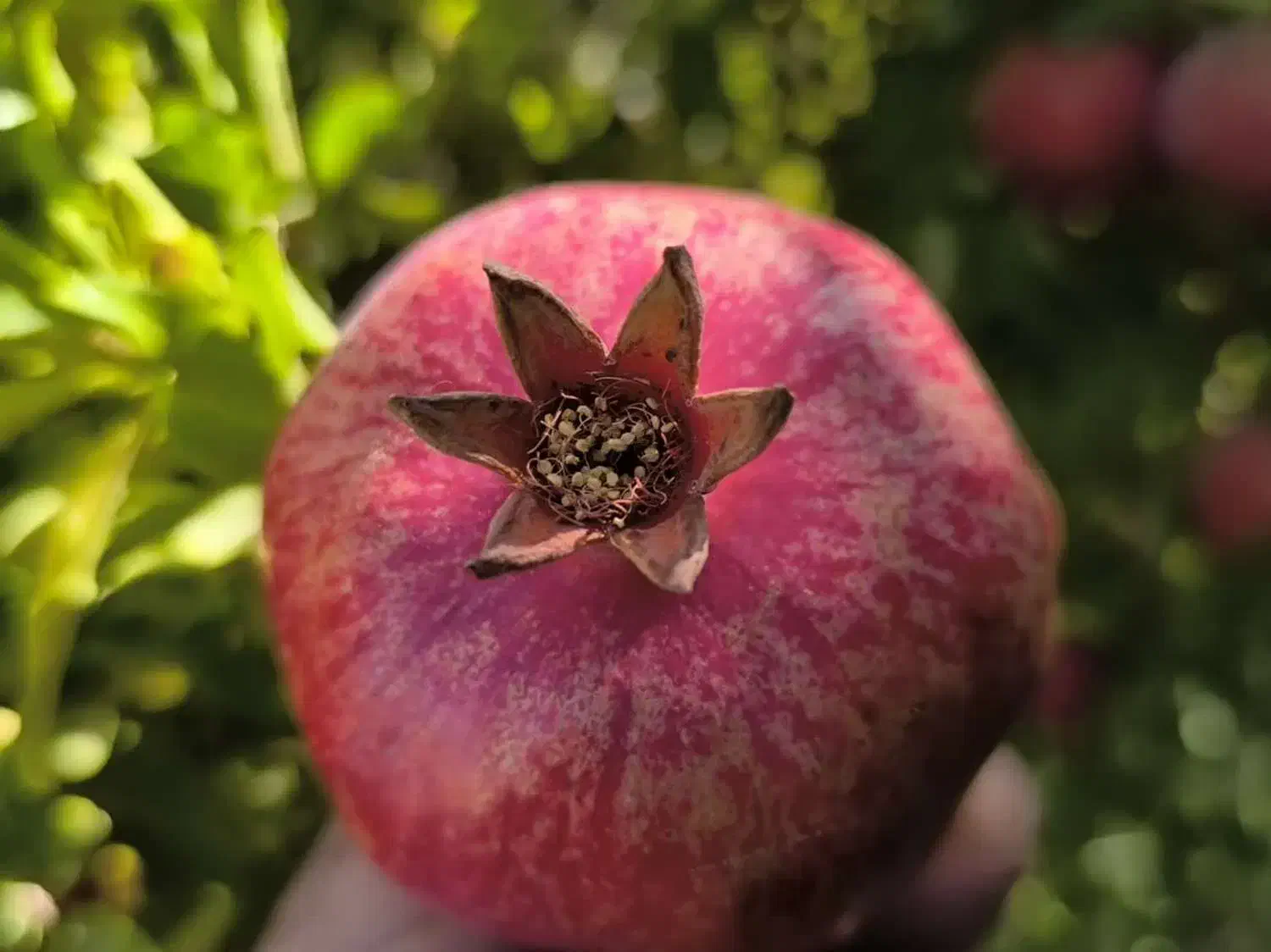 انار خوب|گل و گیاه طبیعی|کوهنانی, |دیوار