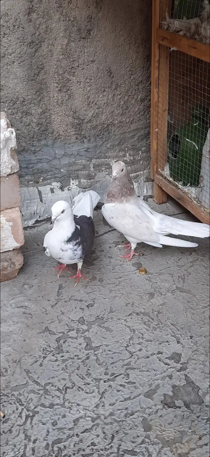 پرنده|پرنده|ساوه, |دیوار