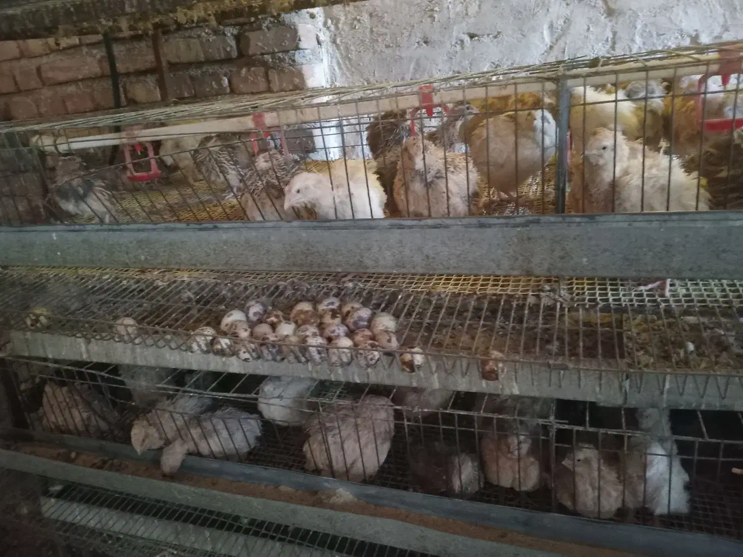 بیلدیرچین نروماده|حیوانات مزرعه|مرند, |دیوار