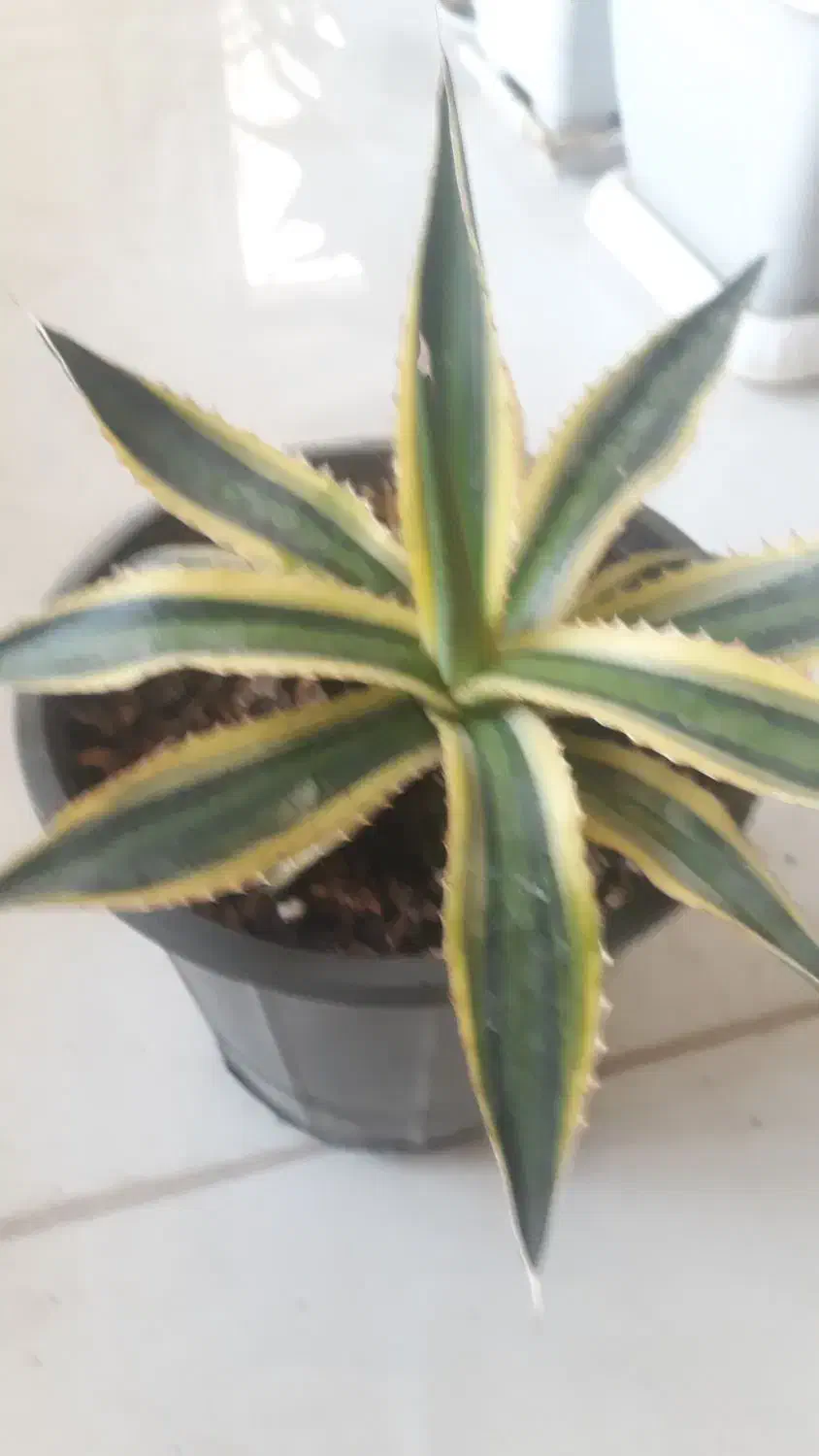 آگاو ابلق مینیاتوری|گل و گیاه طبیعی|بسطام, |دیوار