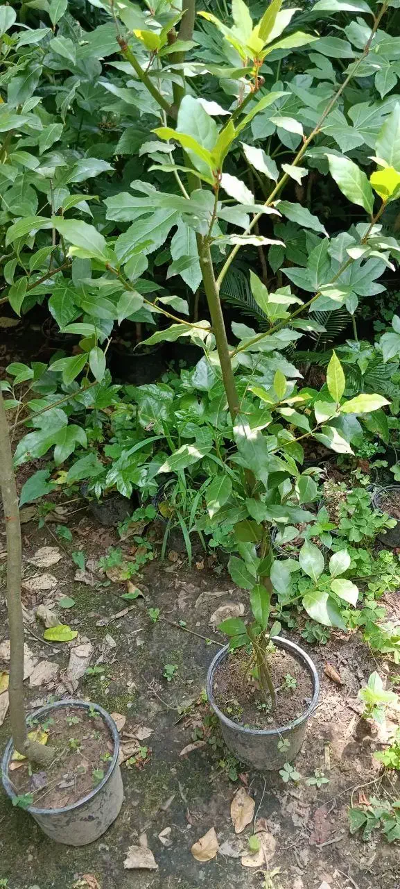 برگ بو|گل و گیاه طبیعی|آمل, |دیوار