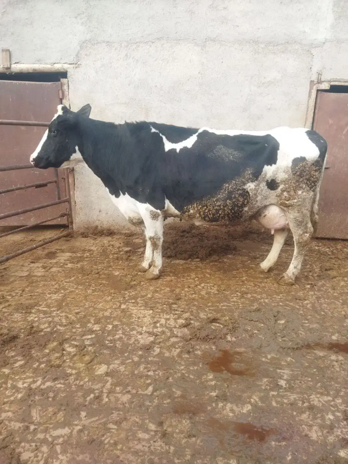 گاو شیری|حیوانات مزرعه|قزوین, |دیوار