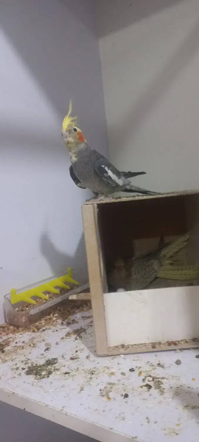 عروس هلندی روی تخم|پرنده|کرمان, |دیوار