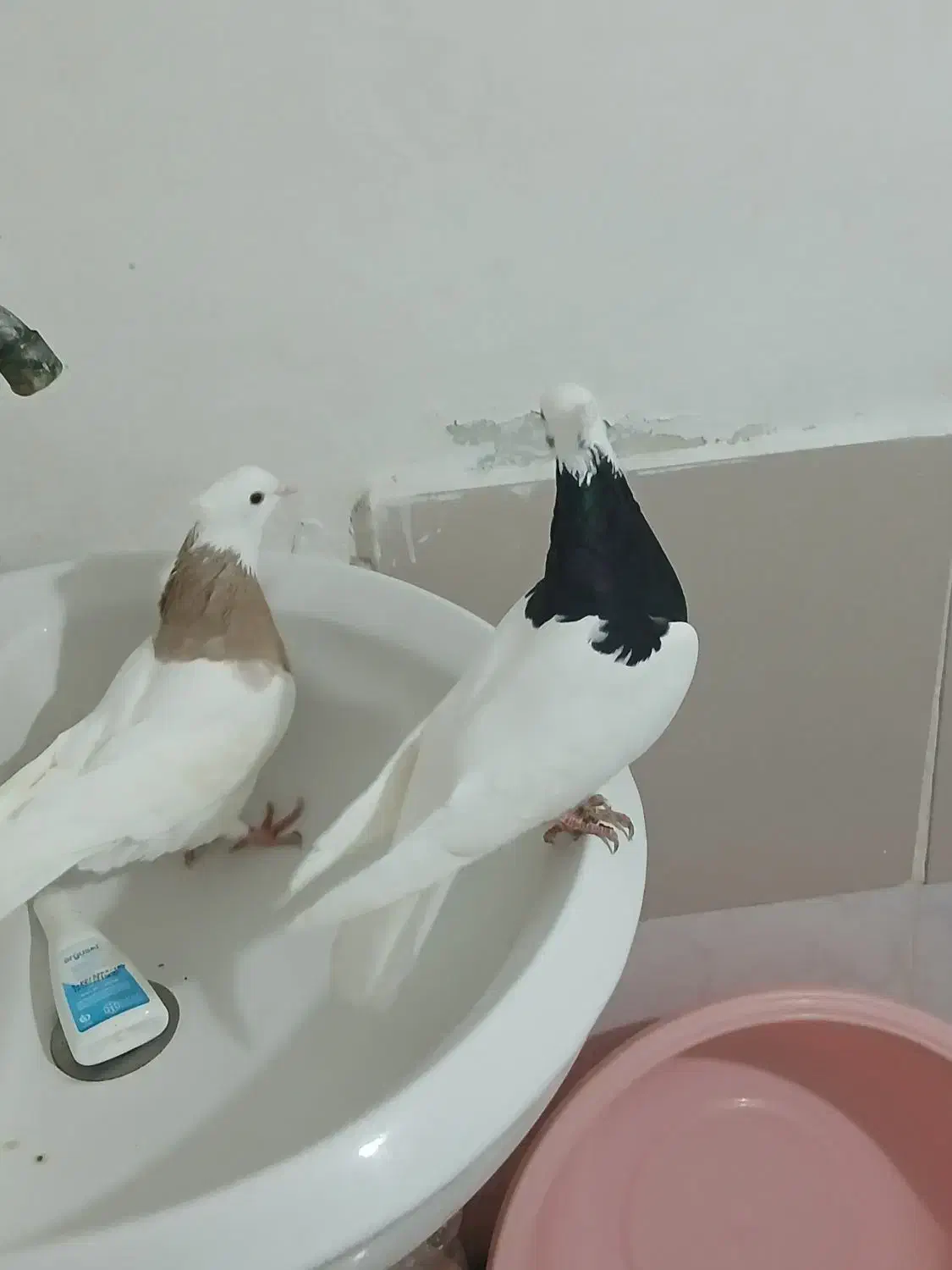 کفتر طوقی  ۱۶۰۰|پرنده|ساری, |دیوار