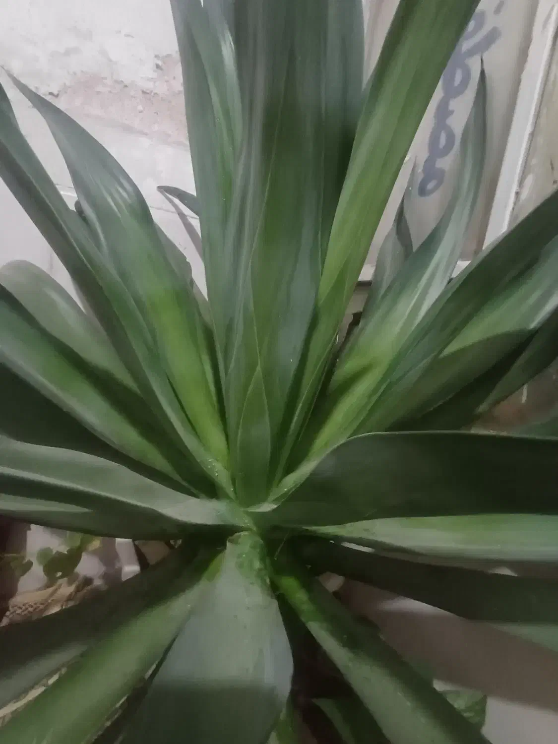 مدارک پیدا شده درمحدوده بلوار پاسارگاد دوروز پیش|اشیا|شیراز, فرگاز|دیوار