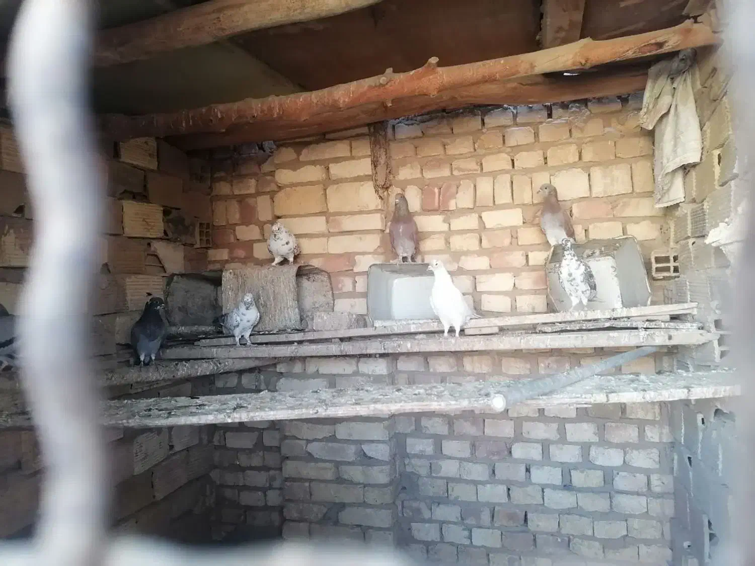 کبوتر یزدی و پلاکی و تهرانی|پرنده|حمیدیا, |دیوار