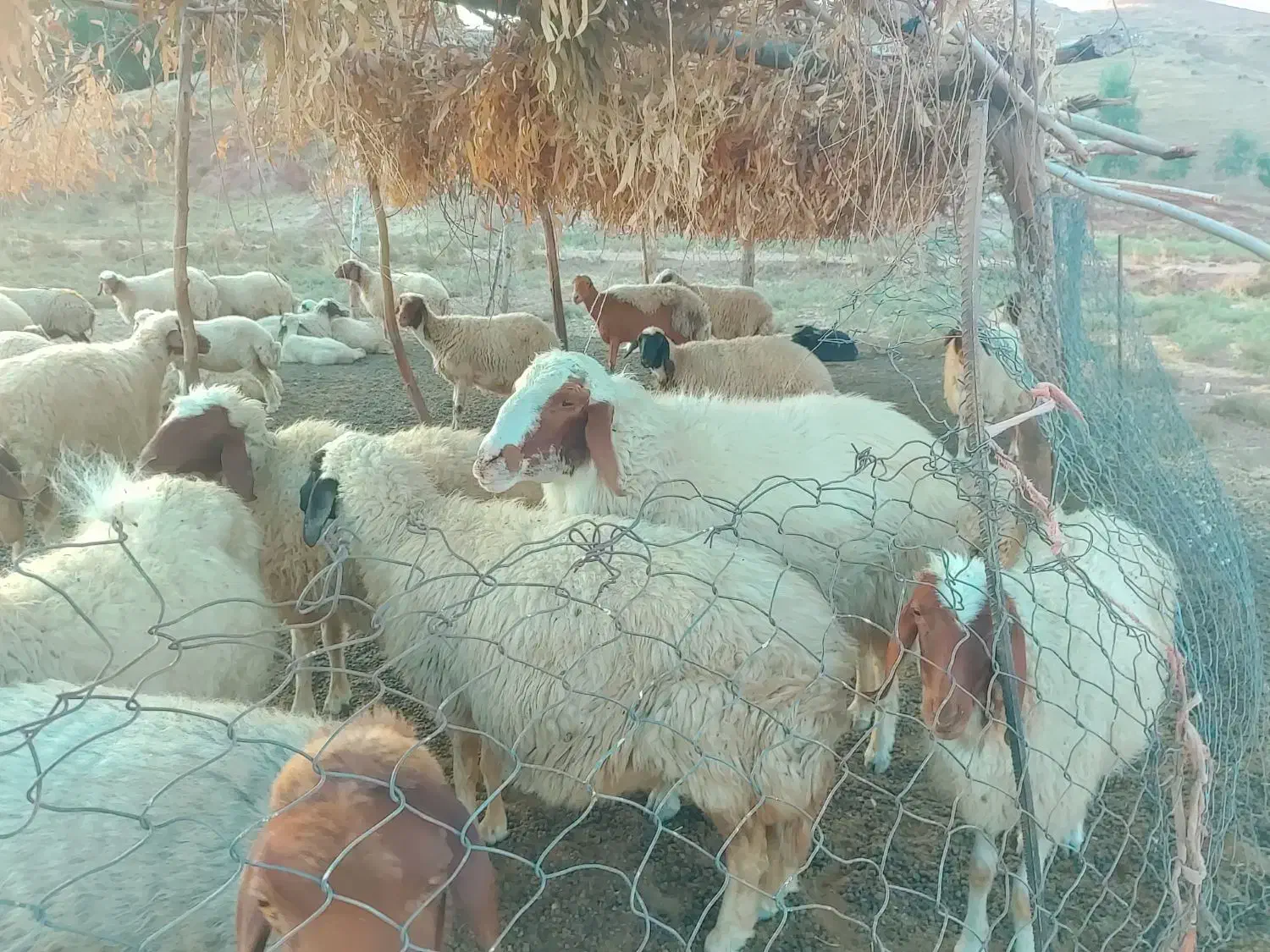 ورن سنجابی|حیوانات مزرعه|دره شهر, |دیوار
