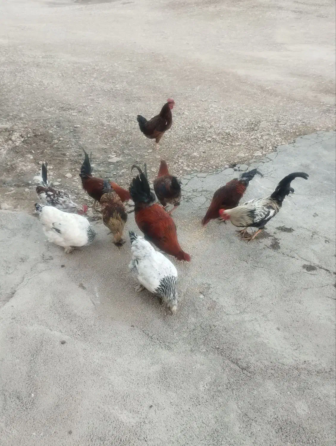 خروس محلی درجه یک|حیوانات مزرعه|کوهدشت, |دیوار