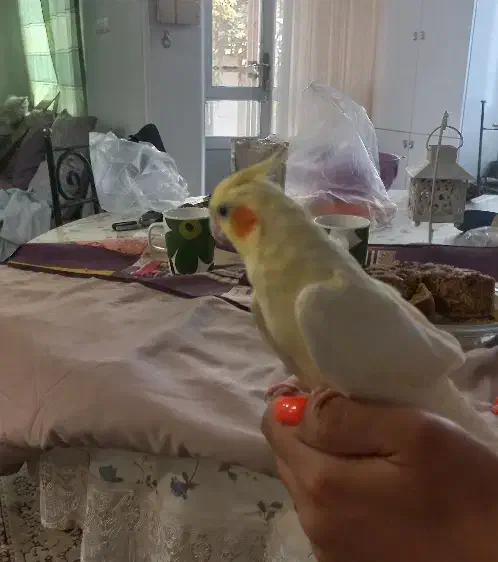 طوطی عروس ۵ عدد|پرنده|قائم‌شهر, |دیوار