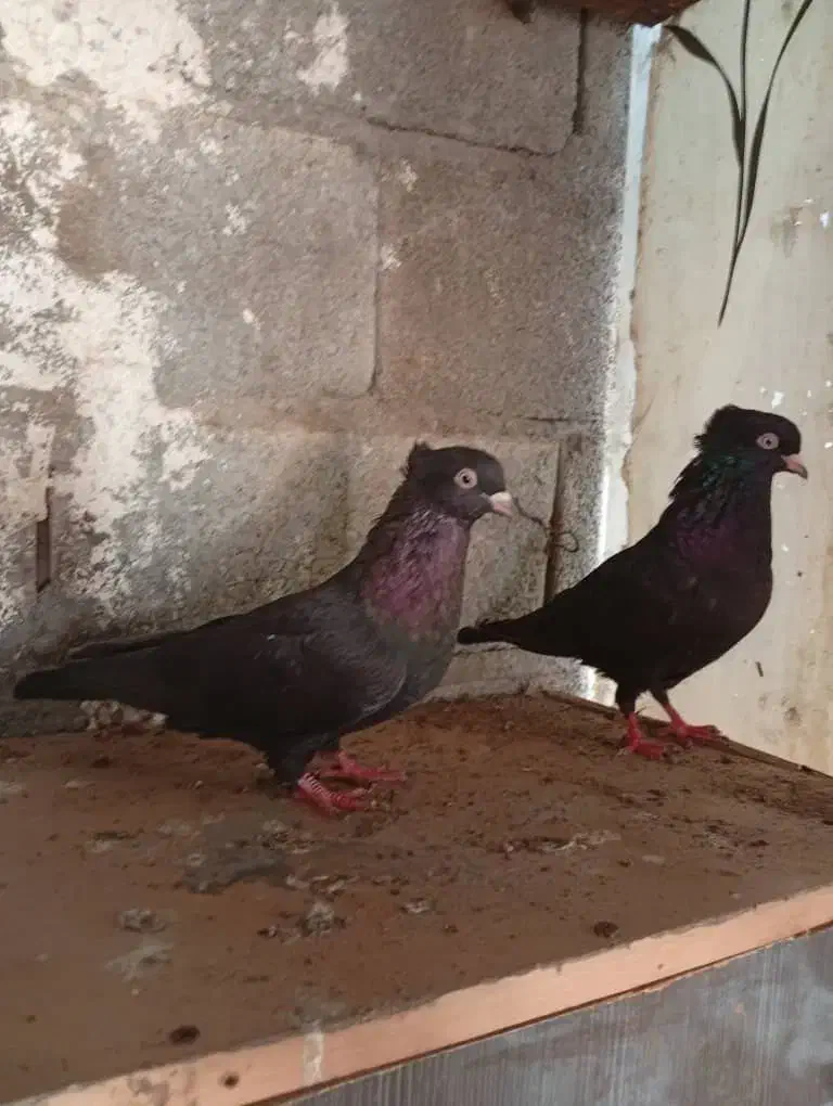 مرغ محلی ریشی|پرنده|بوشهر, |دیوار