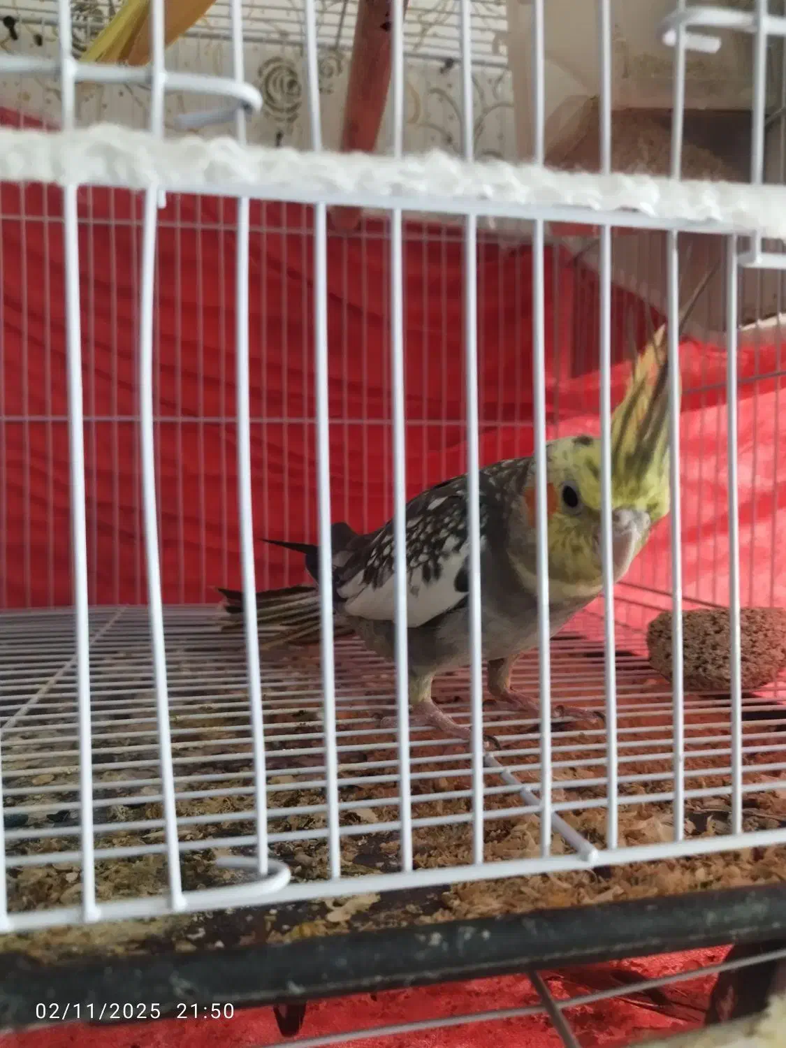 جفت عروس هلندی|پرنده|مشهد, شهید قربانی|دیوار