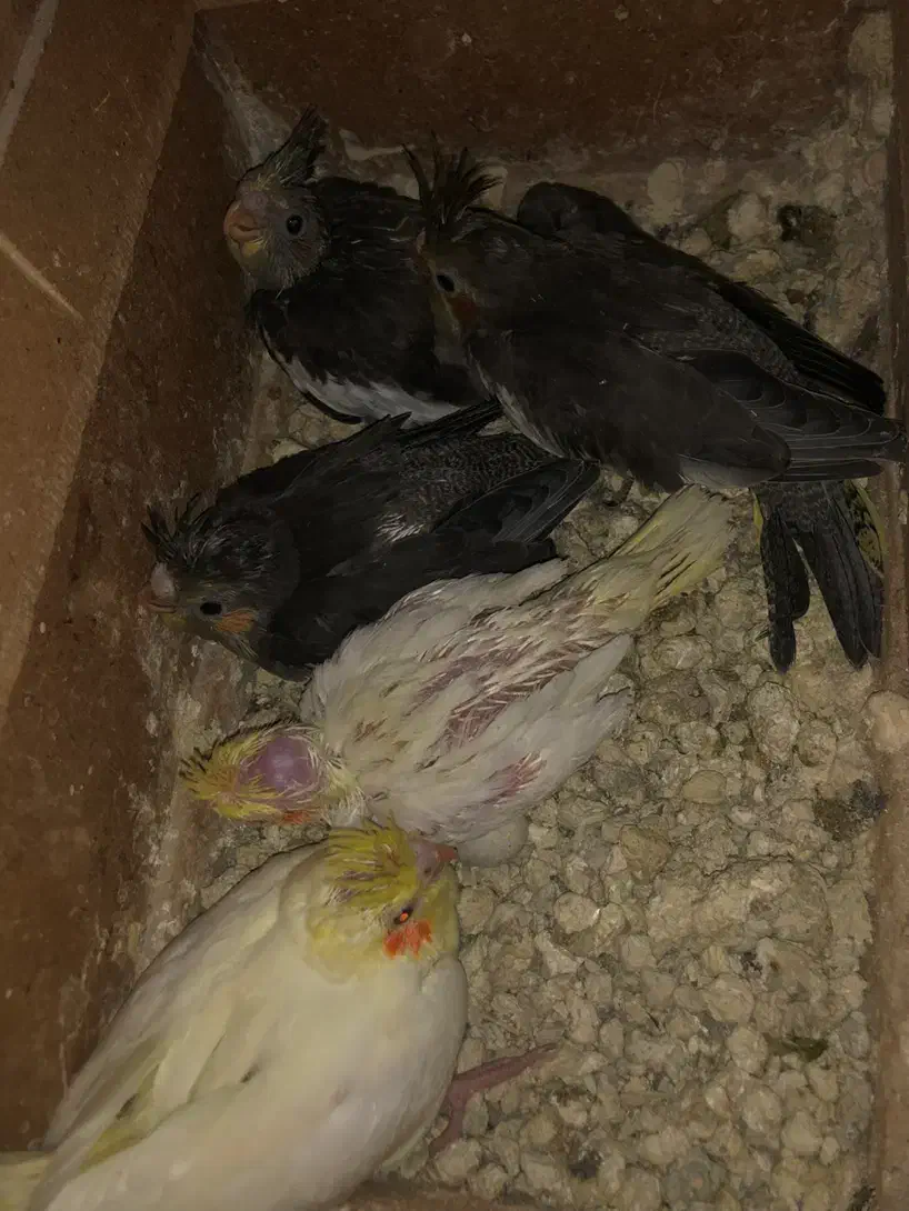 ۵عدد عروس ۳تانر قهوه ای و۲عددزرد ماده چشم شرابی|پرنده|بندر ماهشهر, |دیوار