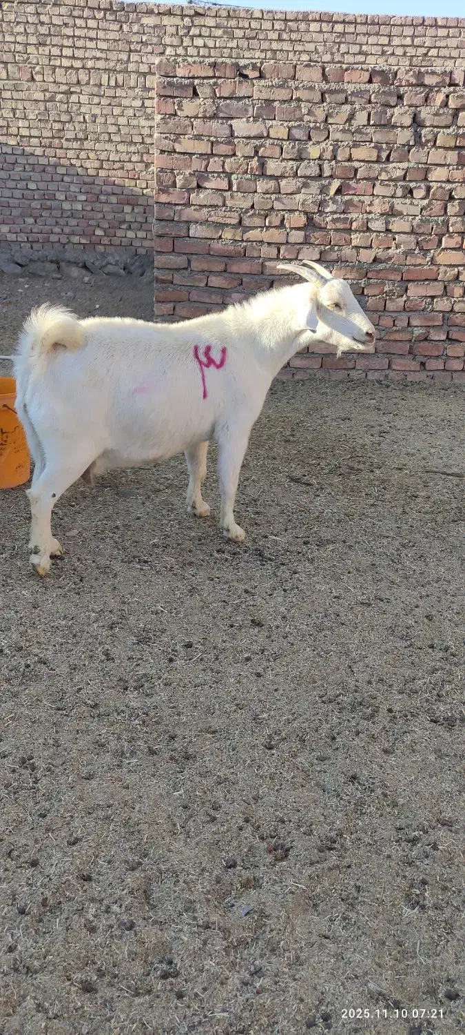 بزسانن|حیوانات مزرعه|درمیان, |دیوار