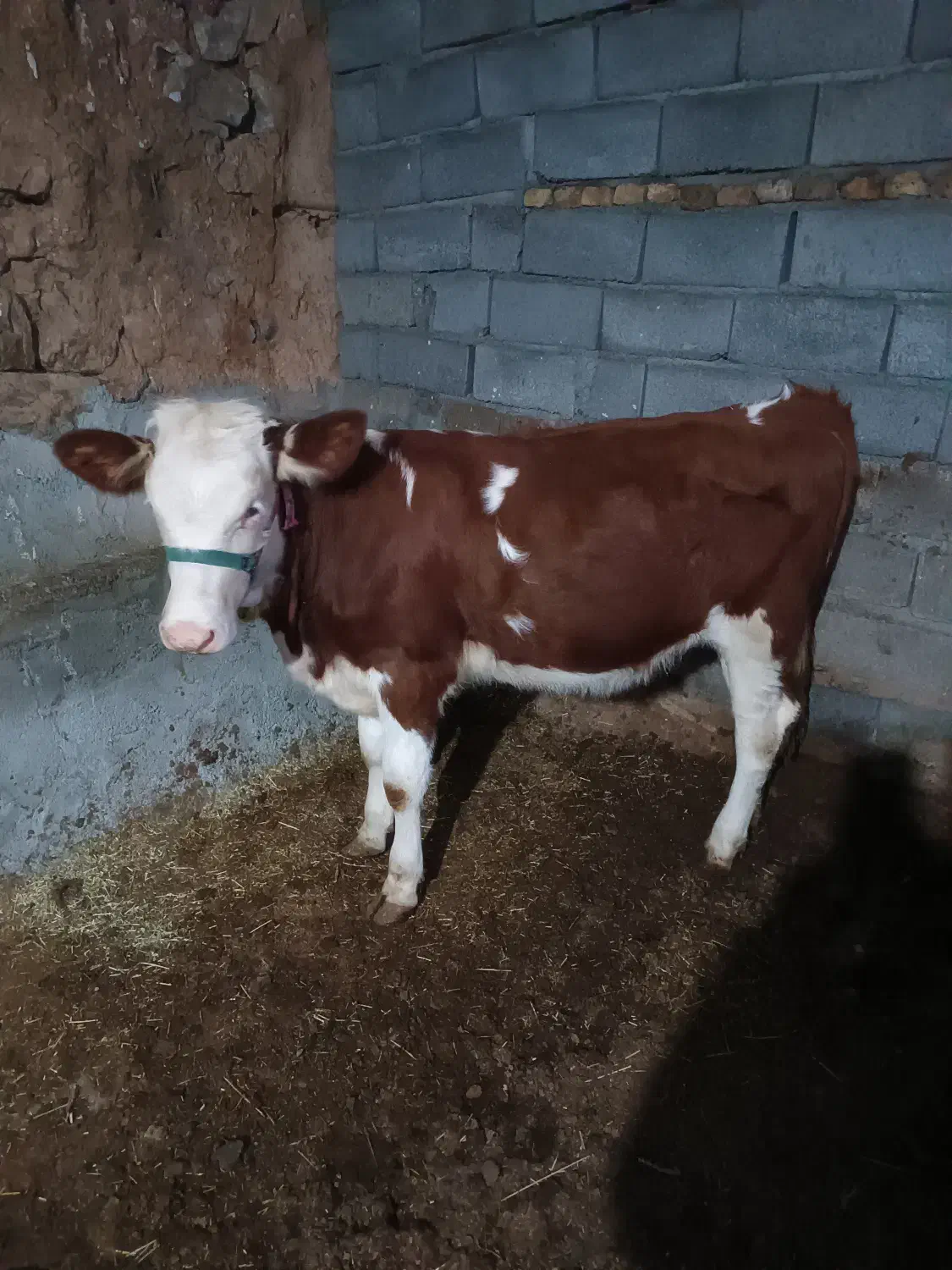 گوساله سمینتال|حیوانات مزرعه|حسین آباد, |دیوار