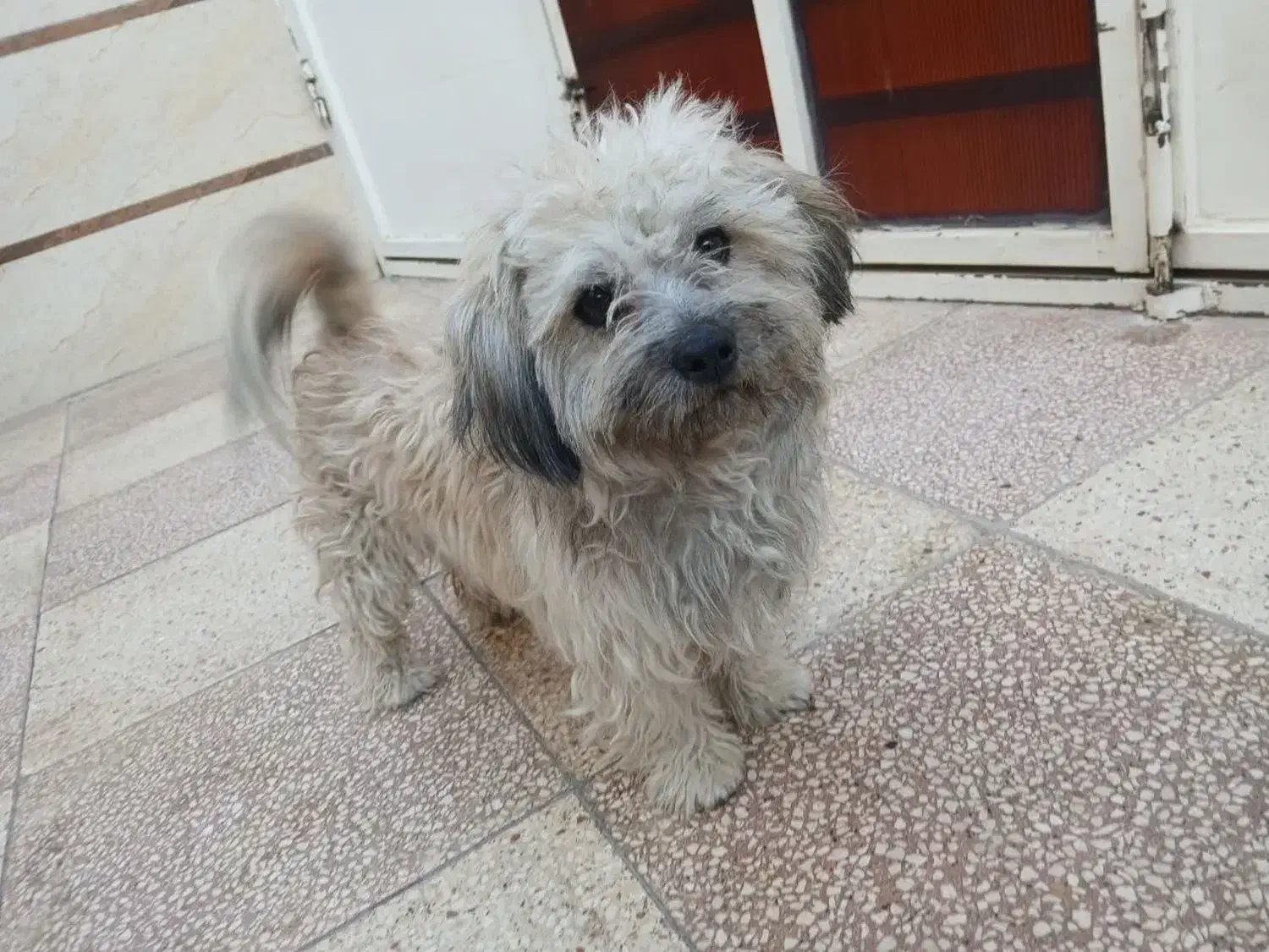 سگ پاپی|سگ|خمینی‌شهر, |دیوار