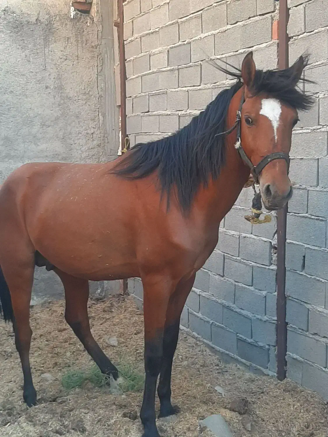 گمشده نره اسب|حیوانات|فاضل آباد, |دیوار