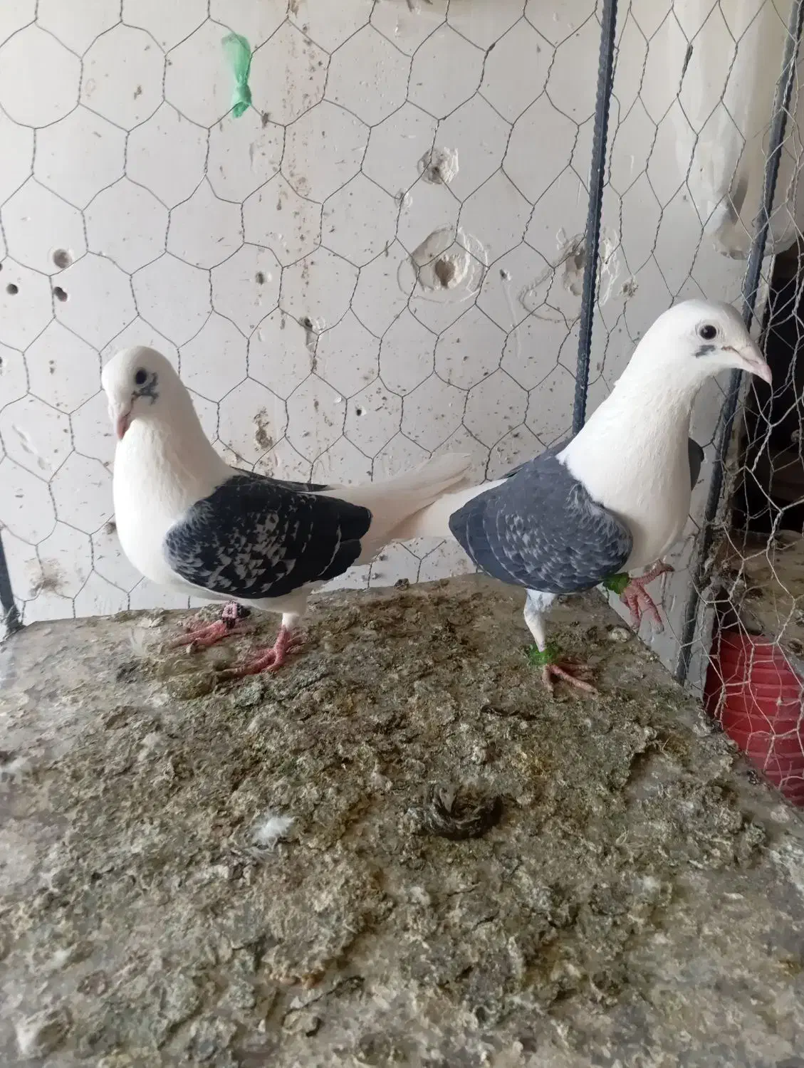 کبوتر|پرنده|کاشمر, |دیوار