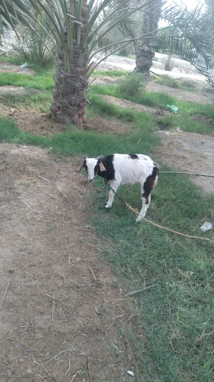 یک عدد کهره ماده چاق و سرحال|حیوانات مزرعه|میناب, |دیوار