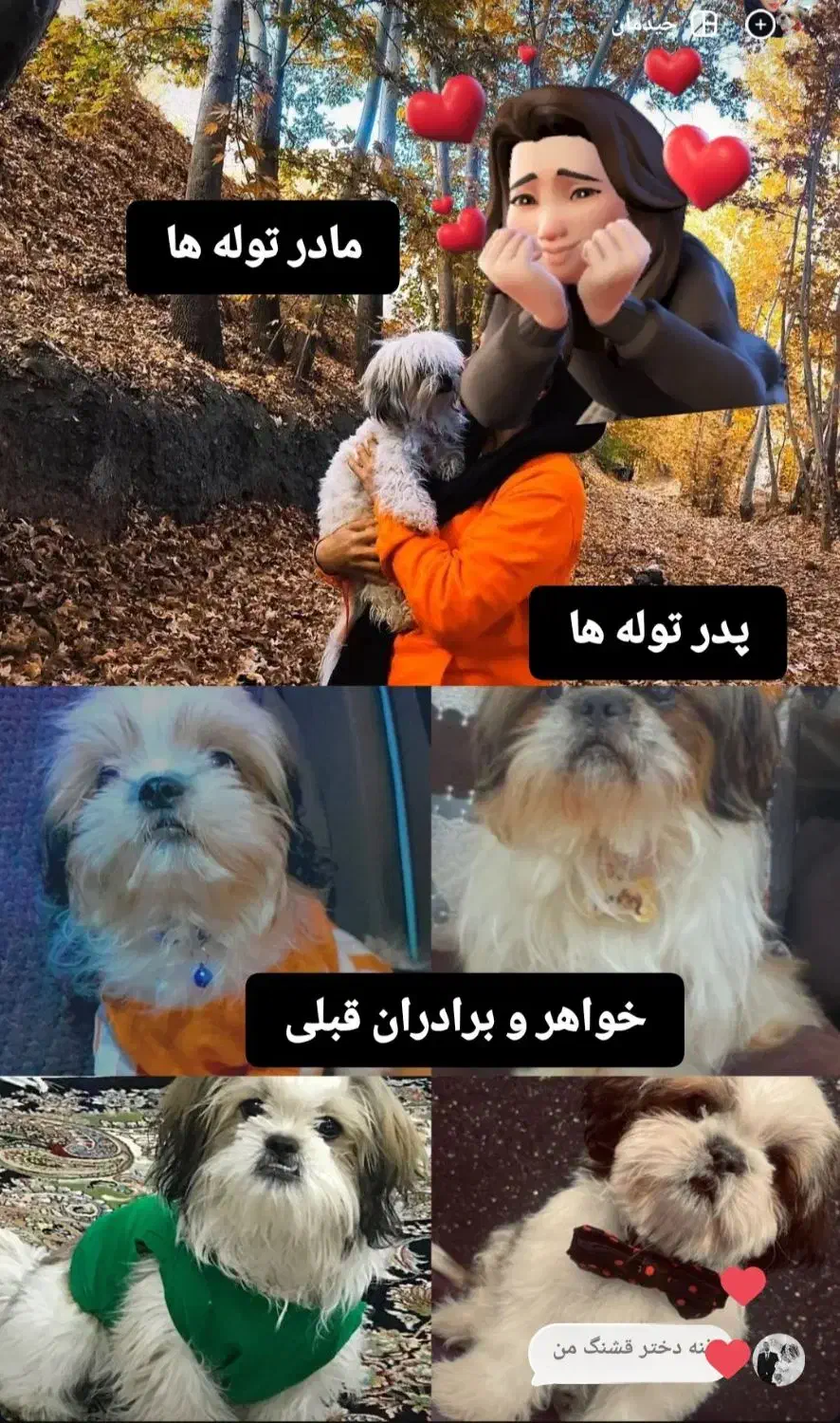 سگ آپارتمانی|سگ|سبزوار, توحیدشهر|دیوار