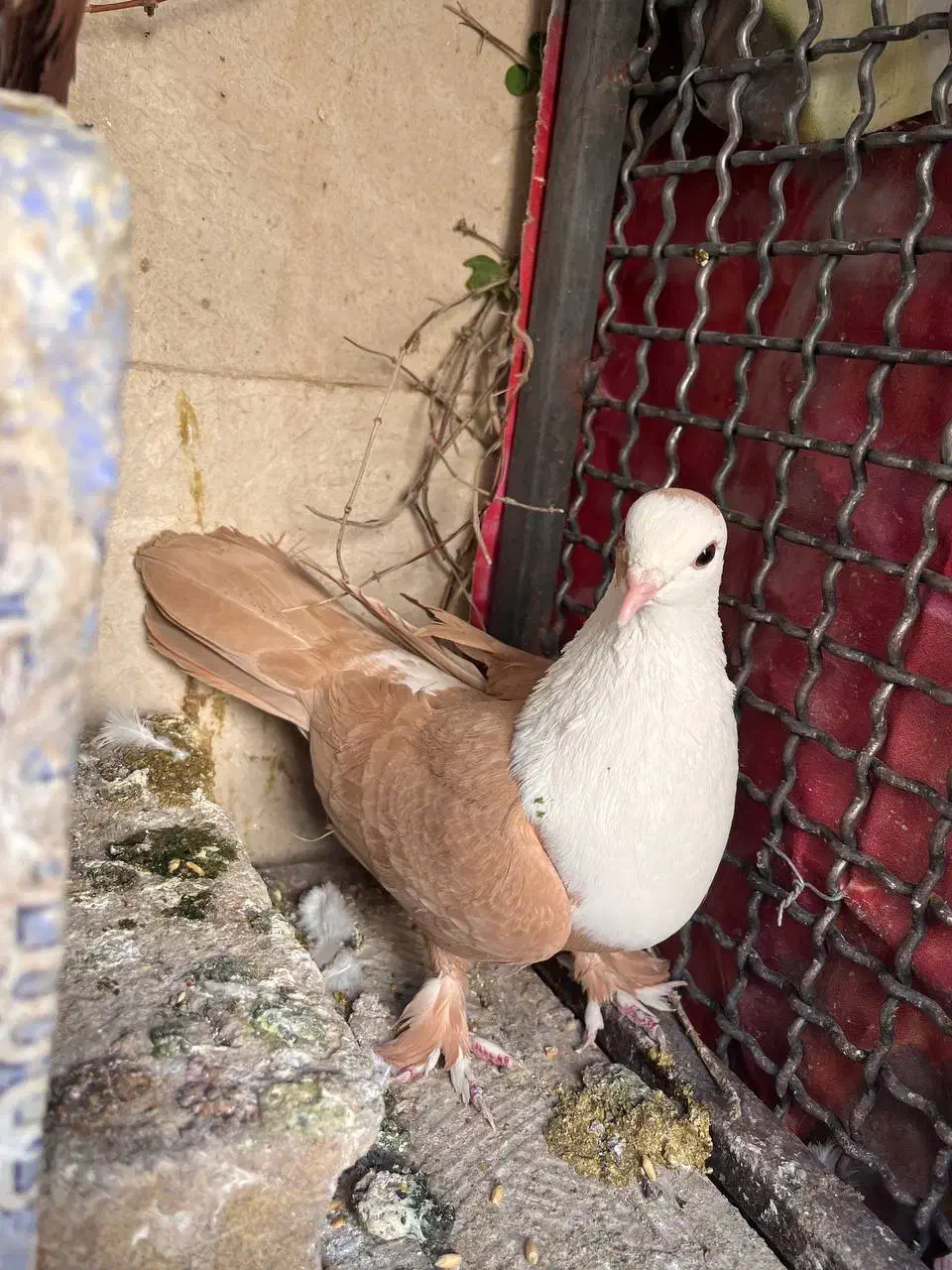 کله‌سفید|پرنده|سبزوار, هویزه|دیوار