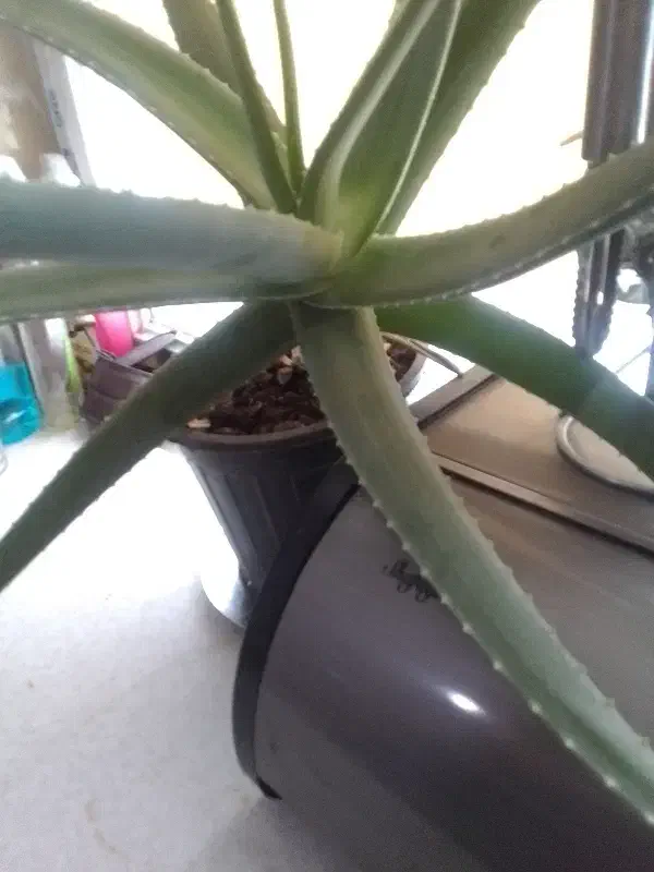 گل آلورا|گل و گیاه طبیعی|محمدیه-قزوین, |دیوار