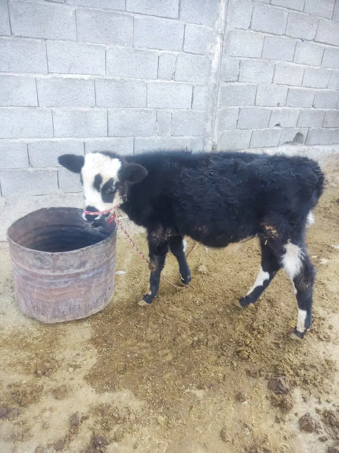 گاو گلپایگان|حیوانات مزرعه|منج, |دیوار