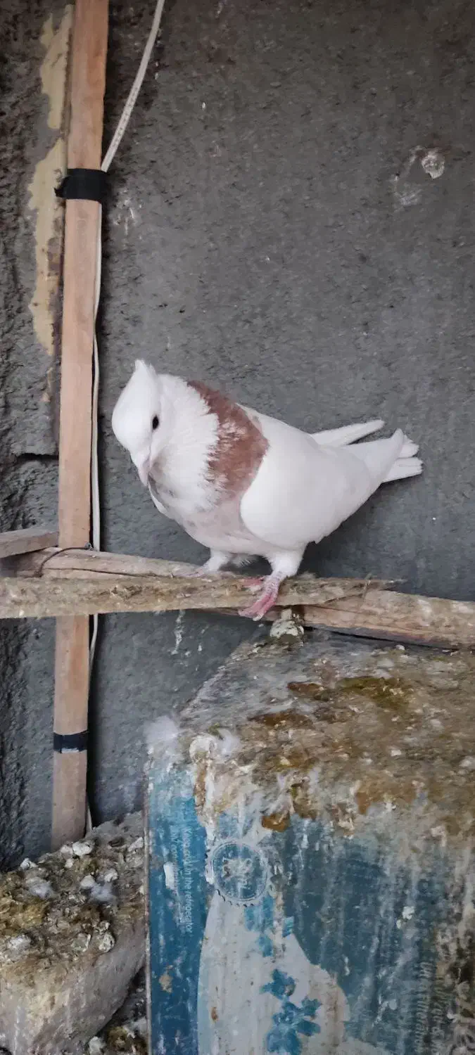 طوقی|پرنده|مبارکه, |دیوار